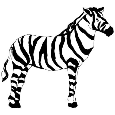 Vektör egzotik zebra yaban hayvanı izole edildi. Siyah beyaz işlemeli mürekkep sanatı. İzole edilmiş hayvan örnekleme elementi.