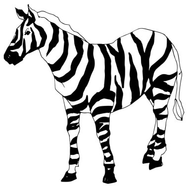 Vektör egzotik zebra yaban hayvanı izole edildi. Siyah beyaz işlemeli mürekkep sanatı. İzole edilmiş hayvan örnekleme elementi.