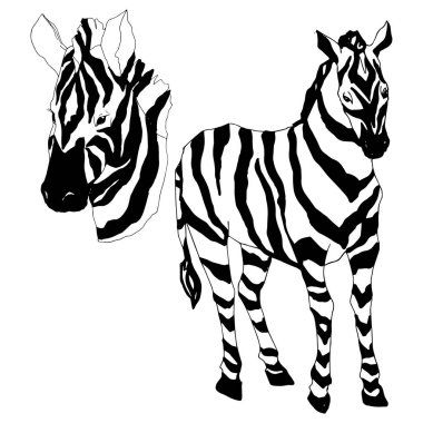 Vektör egzotik zebra yaban hayvanı izole edildi. Siyah beyaz işlemeli mürekkep sanatı. İzole edilmiş hayvan örnekleme elementi.
