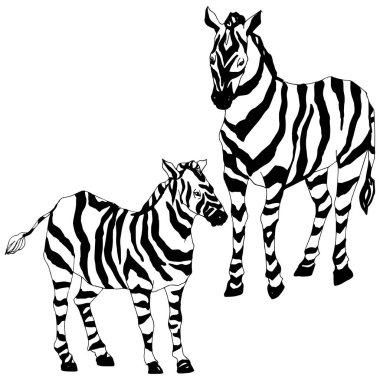 Vektör egzotik zebra yaban hayvanı izole edildi. Siyah beyaz işlemeli mürekkep sanatı. İzole edilmiş hayvan örnekleme elementi.