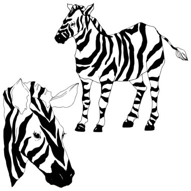 Vektör egzotik zebra yaban hayvanı izole edildi. Siyah beyaz işlemeli mürekkep sanatı. İzole edilmiş hayvan örnekleme elementi.