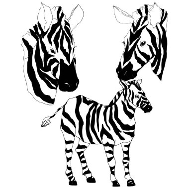 Vektör egzotik zebra yaban hayvanı izole edildi. Siyah beyaz işlemeli mürekkep sanatı. İzole edilmiş hayvan örnekleme elementi.