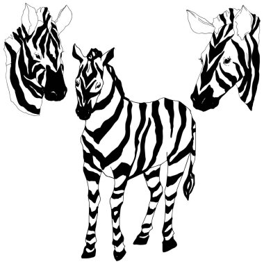 Vektör egzotik zebra yaban hayvanı izole edildi. Siyah beyaz işlemeli mürekkep sanatı. İzole edilmiş hayvan örnekleme elementi.