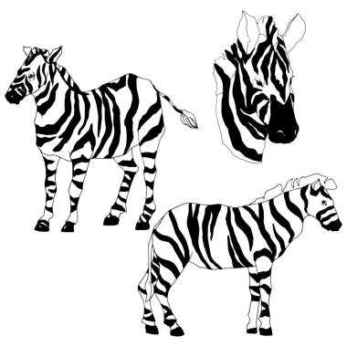 Vektör egzotik zebra yaban hayvanı izole edildi. Siyah beyaz işlemeli mürekkep sanatı. İzole edilmiş hayvan örnekleme elementi.