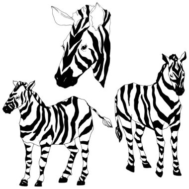 Vektör egzotik zebra yaban hayvanı izole edildi. Siyah beyaz işlemeli mürekkep sanatı. İzole edilmiş hayvan örnekleme elementi.