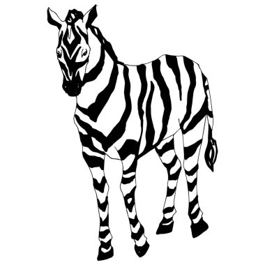 Vektör egzotik zebra yaban hayvanı izole edildi. Siyah beyaz işlemeli mürekkep sanatı. İzole edilmiş hayvan örnekleme elementi.