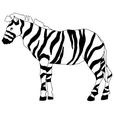 Vektör egzotik zebra yaban hayvanı izole edildi. Siyah beyaz işlemeli mürekkep sanatı. İzole edilmiş hayvan örnekleme elementi.