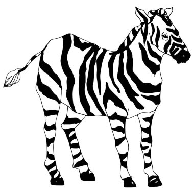Vektör egzotik zebra yaban hayvanı izole edildi. Siyah beyaz işlemeli mürekkep sanatı. İzole edilmiş hayvan örnekleme elementi.