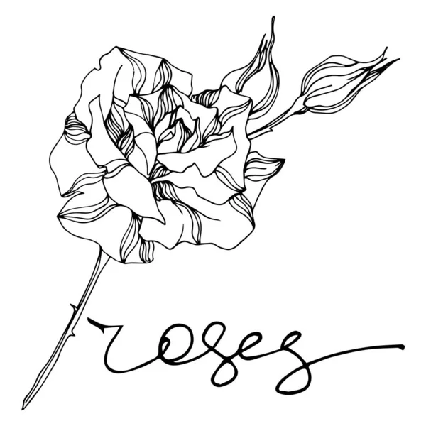 Vector Rose flores botánicas florales. Tinta grabada en blanco y negro. Elemento ilustrativo de rosas aisladas . — Vector de stock