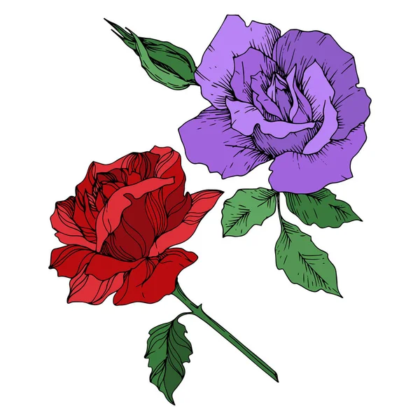 Vector Rose flores botânicas florais. Tinta gravada a preto e branco. Rosas isoladas elemento ilustrativo . — Vetor de Stock