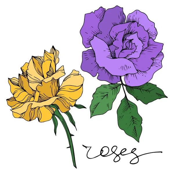 Vector roos bloemen botanische bloemen. Zwart-wit gegraveerde inktkunst. Geïsoleerde rozen illustratie-element. — Stockvector