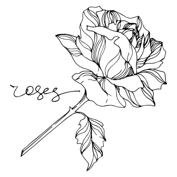 Vector Fleurs botaniques florales roses. Encre gravée en noir et blanc. Elément d'illustration de roses isolées . — Image vectorielle