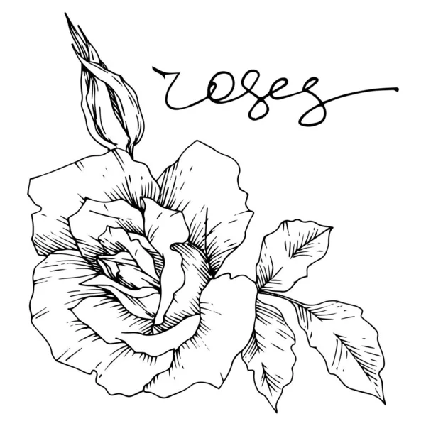 Διάνυσμα τριαντάφυλλο λουλούδια βοτανικό. Μαύρο και άσπρο χαραγμένο μελάνι τέχνης. Μεμονωμένα στοιχεία εικονογράφησης τριαντάφυλλων. — Διανυσματικό Αρχείο