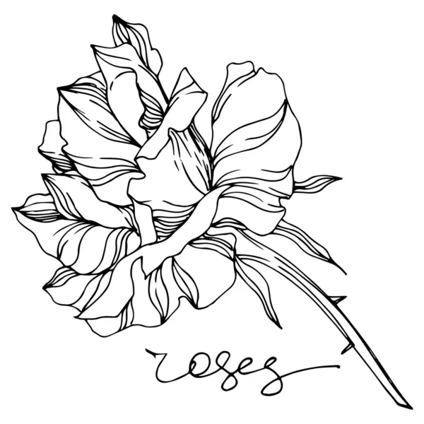 Vektör gül çiçekli botanik çiçekleri. Siyah beyaz işlemeli mürekkep sanatı. İzole gül çizim elementi. — Stok Vektör