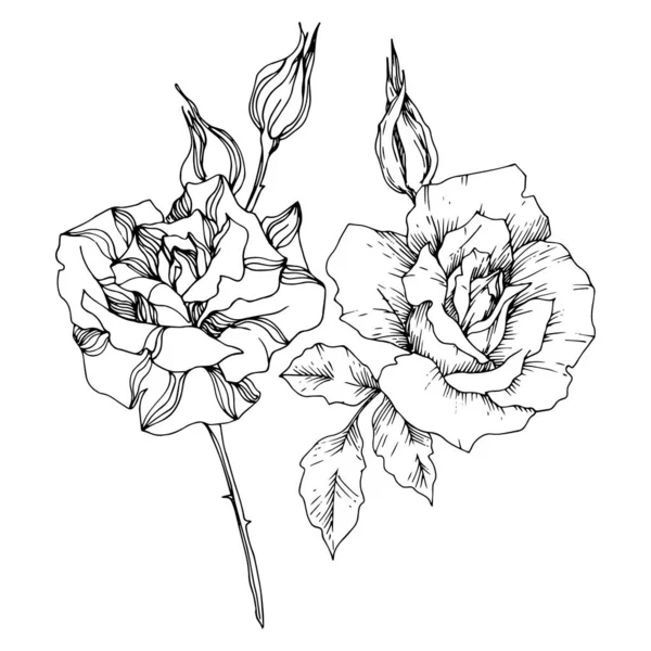 Vector Rose flores botánicas florales. Tinta grabada en blanco y negro. Elemento ilustrativo de rosas aisladas . — Vector de stock