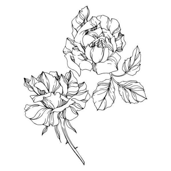 Vector rose floral botanical flowers. Black and white engraved ink art. Isolated roses illustration element.