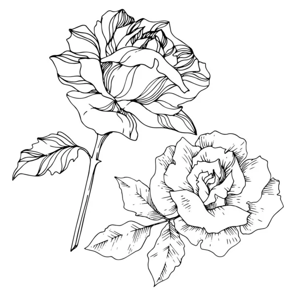 Vector rose floral botanical flowers. Black and white engraved ink art. Isolated roses illustration element. — Stock Vector