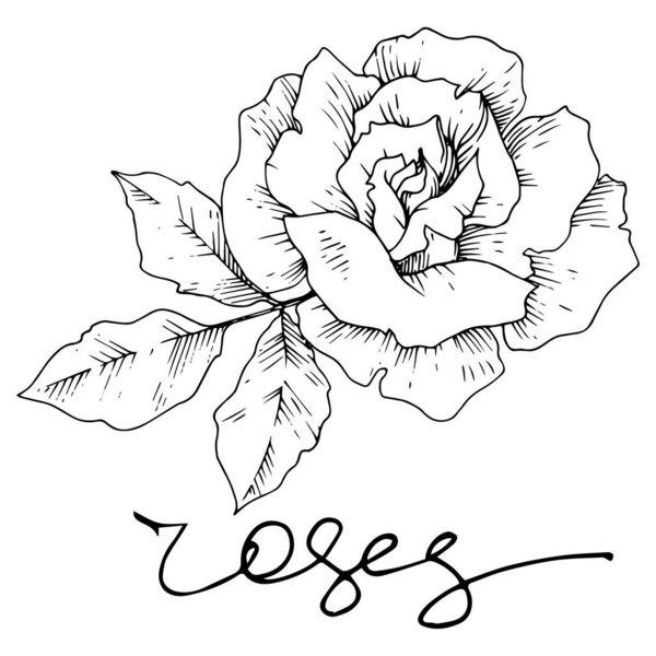 Цветочные ботанические цветы векторной розы. Черно-белый рисунок чернил. Изолированный элемент иллюстрации роз
.