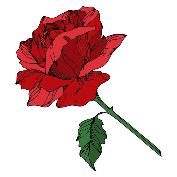 Картина, постер, плакат, фотообои "цветочные ботанические цветы векторной розы. черно-белый рисунок чернил. изолированный элемент иллюстрации роз
. — стоковый вектор", артикул 312871994