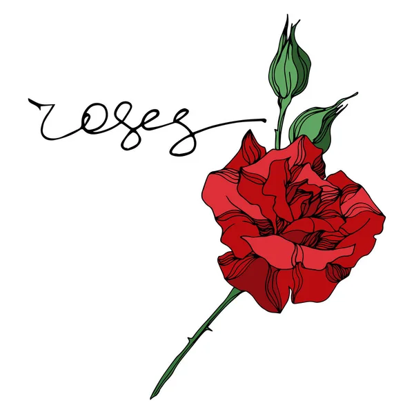 Vektor rózsa virágos botanikai virágok. Fekete-fehér vésett tinta művészet. Izolált rózsa illusztrációs elem. — Stock Vector