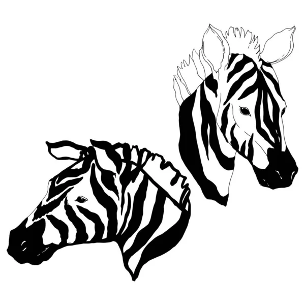 색다른 얼룩말 과 야생 동물 이 고립되어 있습니다. 흑백으로 새긴 잉크 예술 작품이죠. 고립된 동물 삽화 요소. — 스톡 벡터