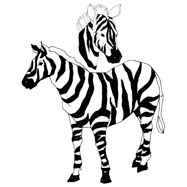 Vektor Egzotikus zebra vadállat izolálva. Fekete-fehér vésett tinta művészet. Elszigetelt állati illusztrációs elem. — Stock Vector