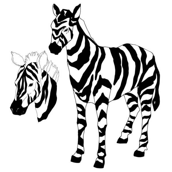 Vector Exotic zebra wild animal isolated. Black and white engraved ink art. Isolated animal illustration element.