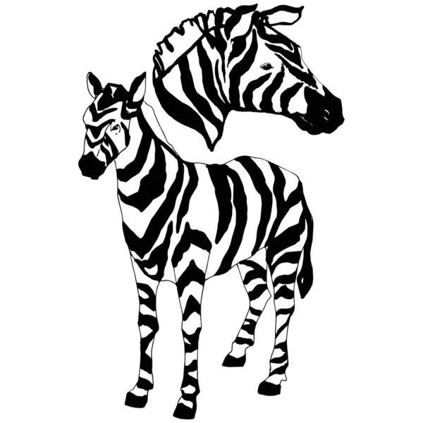 Векторная экзотическая зебра дикое животное изолировано. Черно-белый рисунок чернил. Изолированный элемент иллюстрации животных . — стоковый вектор