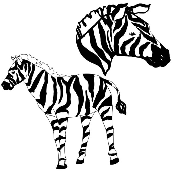 Vector Exotic zebra wild animal isolated. Black and white engraved ink art. Isolated animal illustration element.