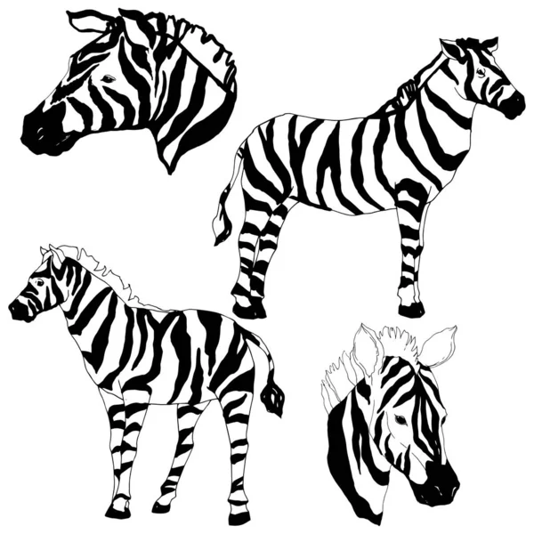Vektor Zebra eksotis hewan liar terisolasi. Seni tinta berukiran hitam dan putih. Unsur ilustrasi hewan yang terisolasi . - Stok Vektor