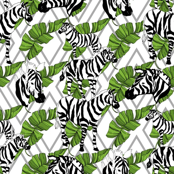Wektor Egzotyczne zebra wydrukować dzikie zwierzę izolowane. Czarno-biała grawerowana sztuka tuszu. Płynny wzór tła. — Wektor stockowy