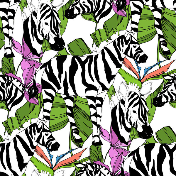 Векторная экзотическая зебра печатает дикое животное изолировано. Черно-белый рисунок чернил. Бесшовный рисунок фона
.