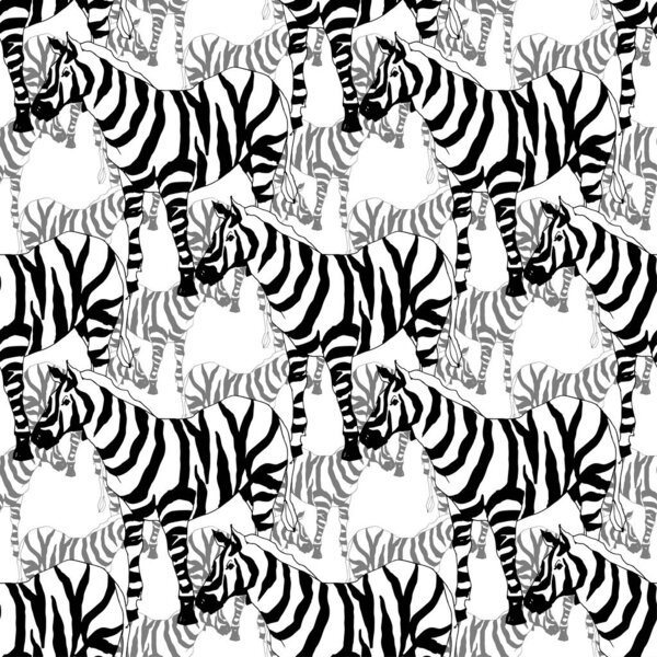 Vector Exotic zebra print wild animal isolated. Black and white engraved ink art. Seamless background pattern.