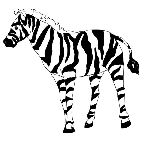 Vektor Zebra eksotis hewan liar terisolasi. Seni tinta berukiran hitam dan putih. Unsur ilustrasi hewan yang terisolasi . - Stok Vektor