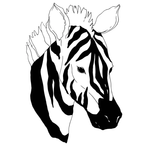 ベクトルエキゾチックなゼブラ野生動物が隔離されました。黒と白の刻まインクアート。隔離された動物イラスト要素. — ストックベクタ