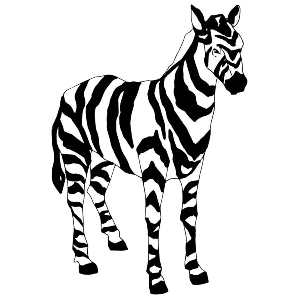 Vector Exotic zebra wild animal isolated. Black and white engraved ink art. Isolated animal illustration element.