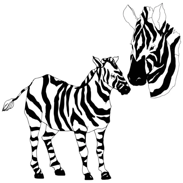 Vektör egzotik zebra yaban hayvanı izole edildi. Siyah beyaz işlemeli mürekkep sanatı. İzole edilmiş hayvan örnekleme elementi.