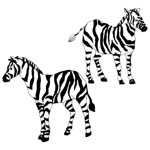 Vektor Exotisk zebra vilda djur isolerad. Svart och vit graverad bläckkonst. Isolerat illustrationselement för djur. — Stock vektor
