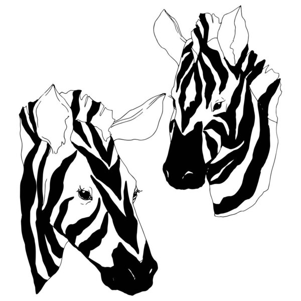 Векторная экзотическая зебра дикое животное изолировано. Черно-белый рисунок чернил. Изолированный элемент иллюстрации животных
.