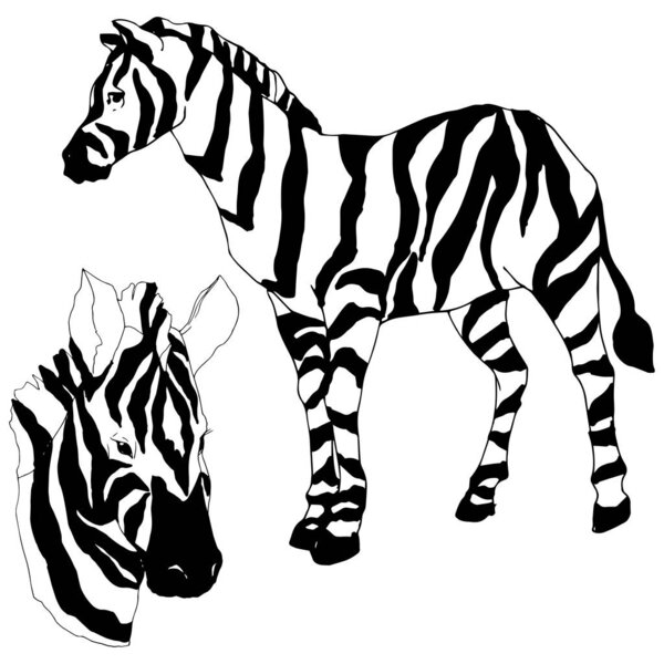 Векторная экзотическая зебра дикое животное изолировано. Черно-белый рисунок чернил. Изолированный элемент иллюстрации животных
.