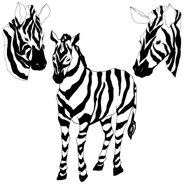 Векторная экзотическая зебра дикое животное изолировано. Черно-белый рисунок чернил. Изолированный элемент иллюстрации животных
.