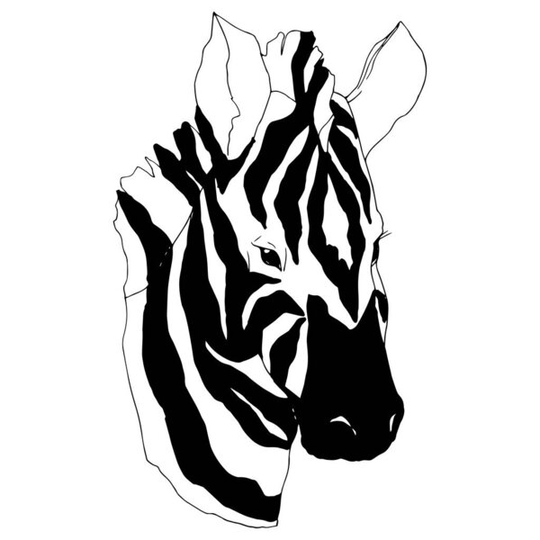 Векторная экзотическая зебра дикое животное изолировано. Черно-белый рисунок чернил. Изолированный элемент иллюстрации животных
.