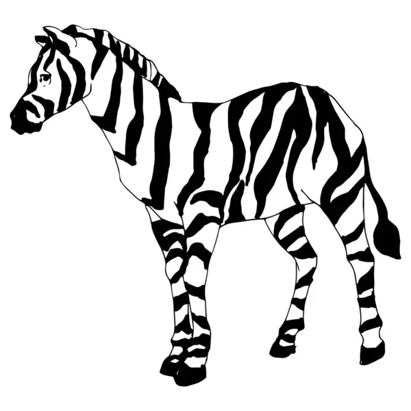 Vektor exotische Zebra Wildtier isoliert. Schwarz-weiß gestochene Tuschekunst. isoliertes Animal Illustration Element. — Stockvektor