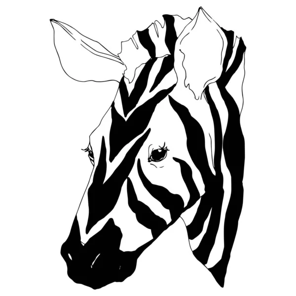 Vektor exotische Zebra Wildtier isoliert. Schwarz-weiß gestochene Tuschekunst. isoliertes Animal Illustration Element. — Stockvektor