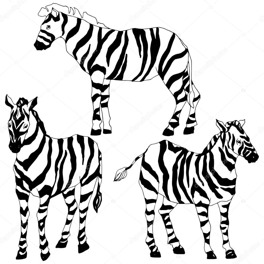 Vector Exotic zebra wild animal isolated. Black and white engraved ink art. Isolated animal illustration element.