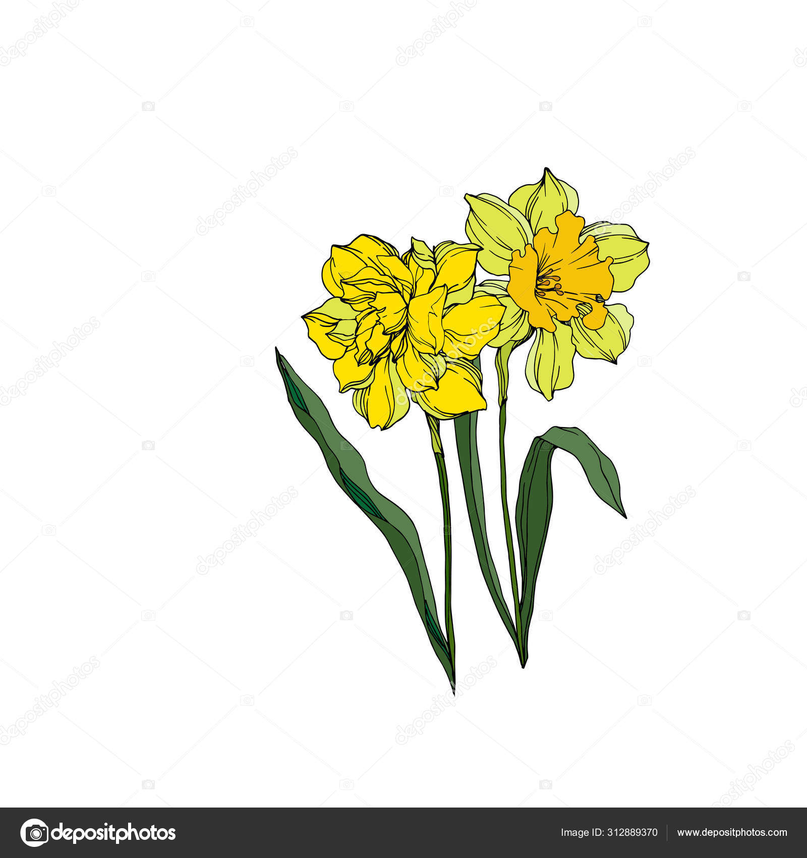 水仙のタトゥーストックベクター ロイヤリティフリー水仙のタトゥーイラスト Depositphotos