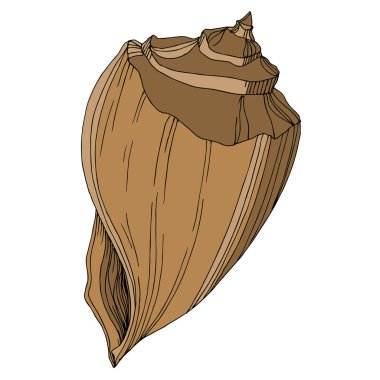 Vector Summer plaj kabuğu tropikal elementler. Kahverengi bej rengi.
