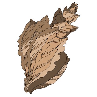 Vector Summer plaj kabuğu tropikal elementler. Kahverengi bej rengi.