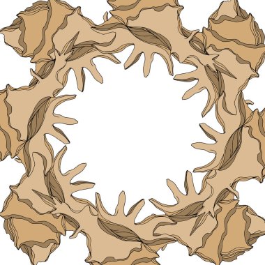 Vector Summer plaj kabuğu tropikal elementler. Kahverengi bej rengi.