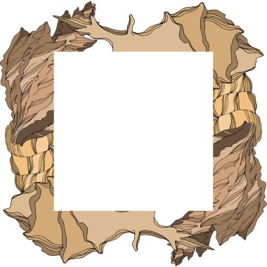 Vector Summer plaj kabuğu tropikal elementler. Kahverengi bej rengi.